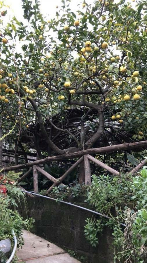 Rosy Monolocale Nel Centro Storico Di Torre Annunziata Di Fronte Scavi Oplonti Daire Dış mekan fotoğraf